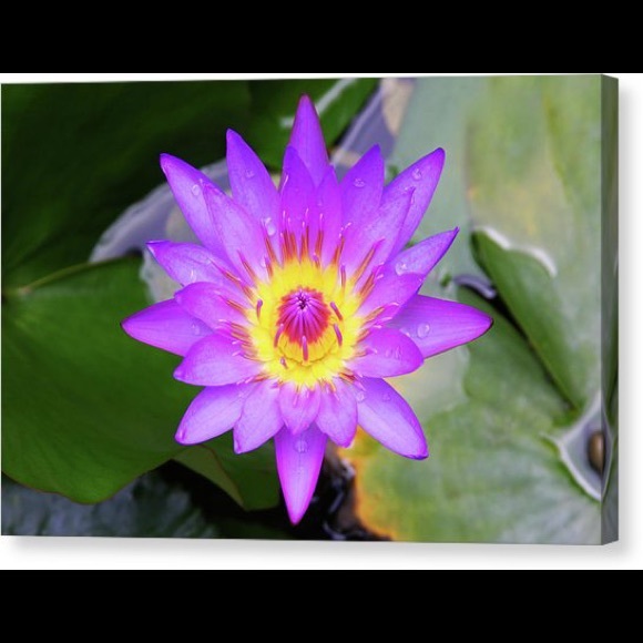 Meet your Posher, Laura💜Zaharatique💜 - Picture 2 of 4